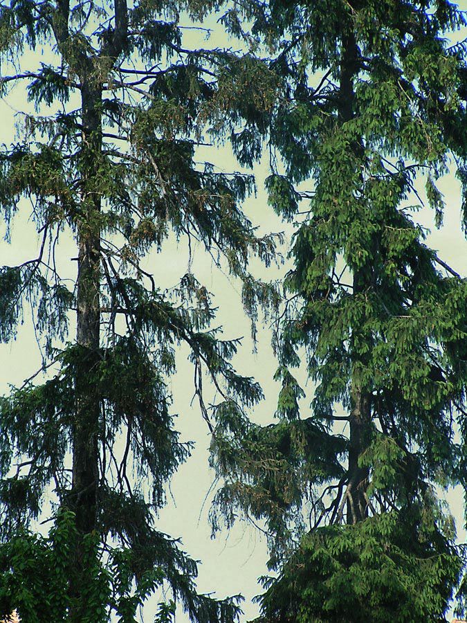 2-old-pines.jpg