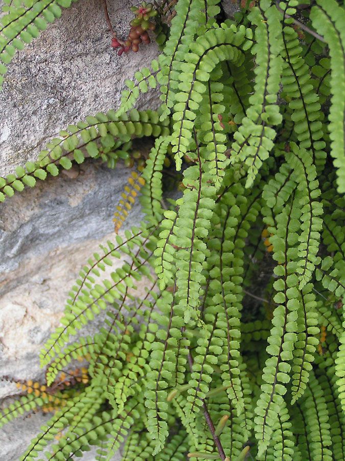 asplenium-trichomanes.jpg