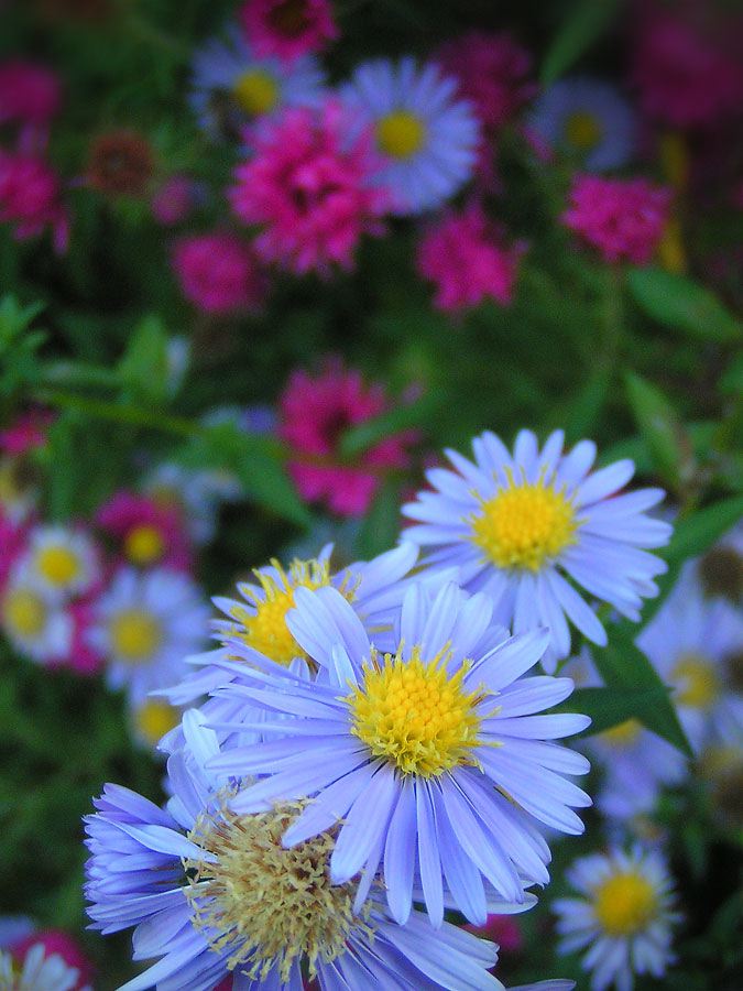 asters-flowers.jpg