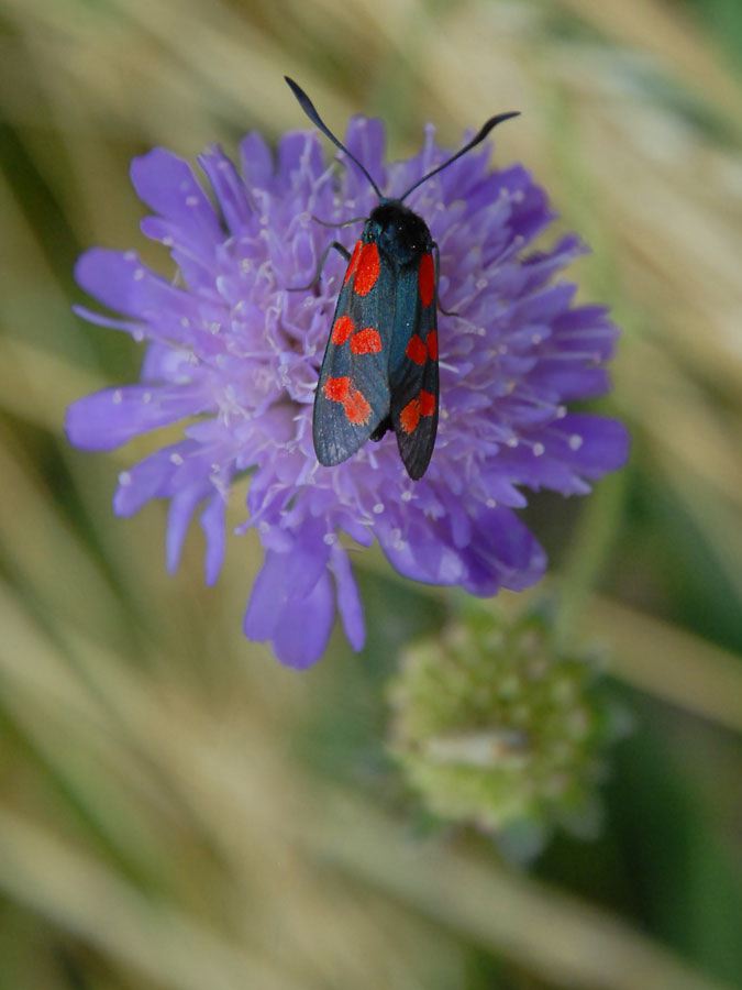 beetle-on-scabious.jpg