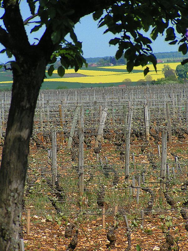 bourgogne-vineyards.jpg