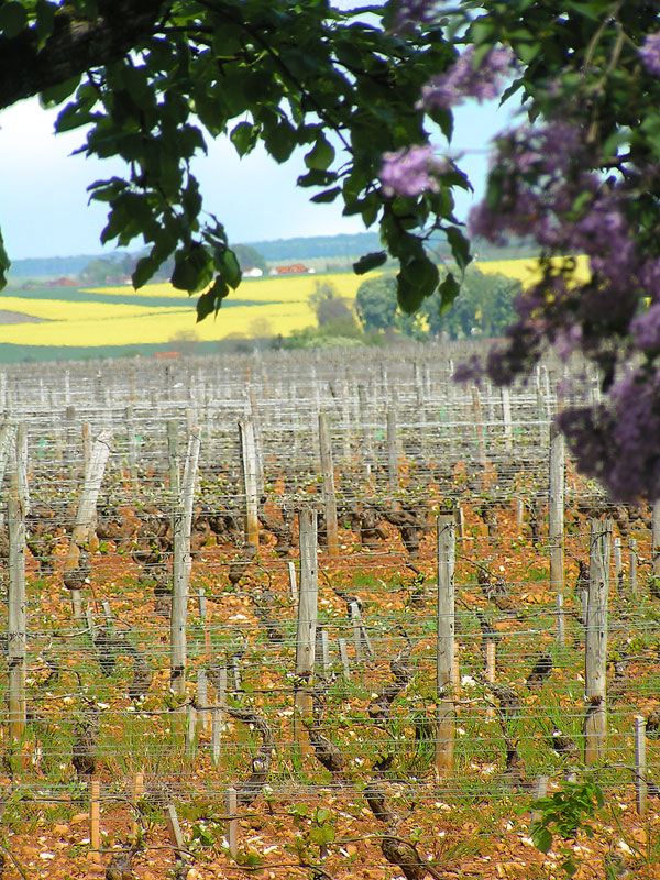 burgundy-vineyards.jpg