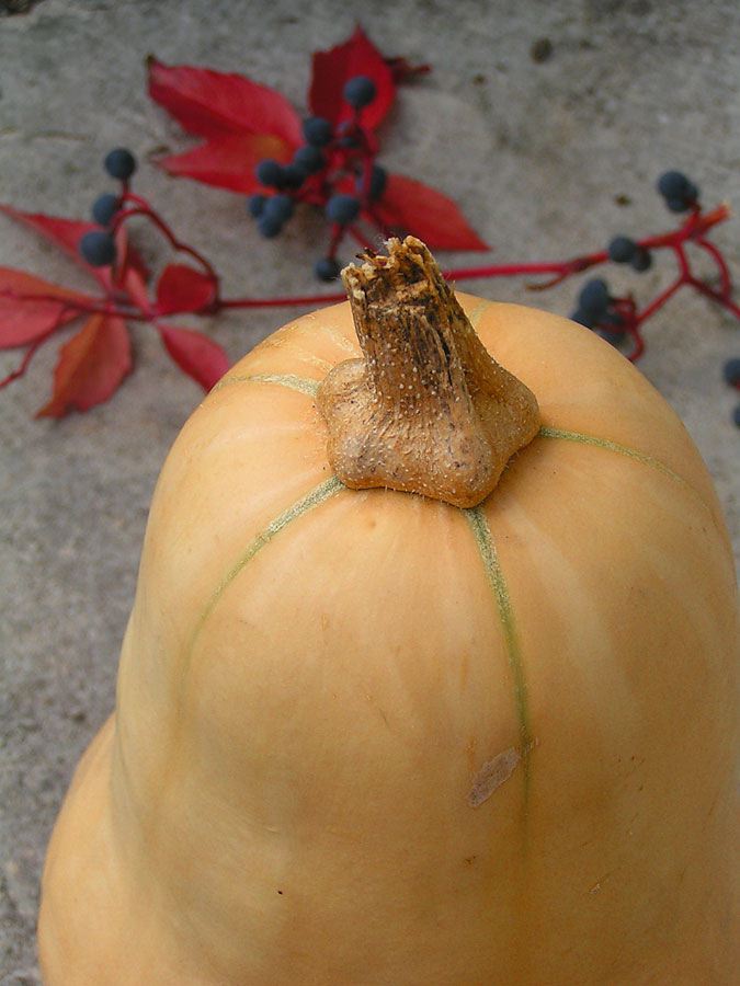 butternut-squash.jpg