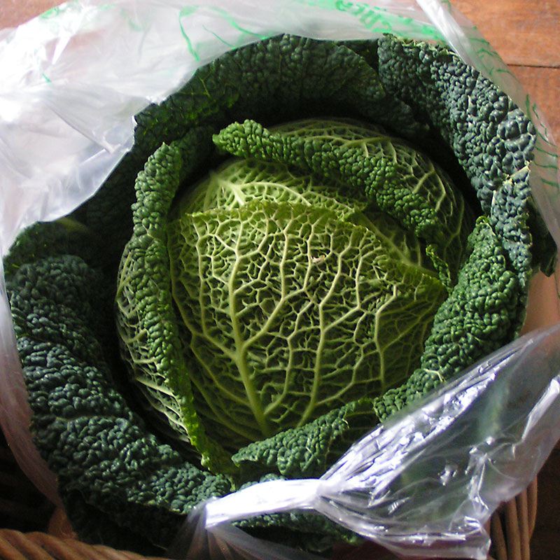 cabbage.jpg