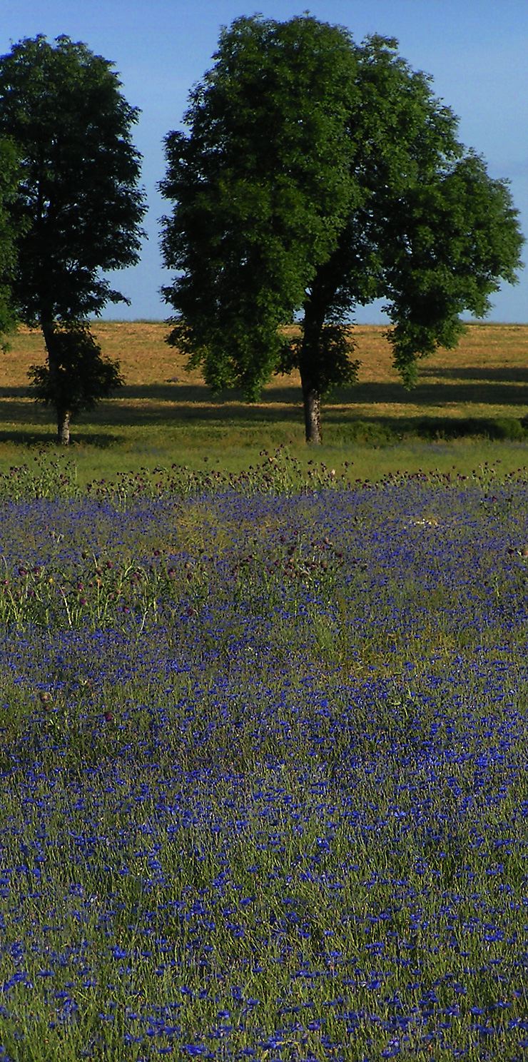 cornflower-field.jpg