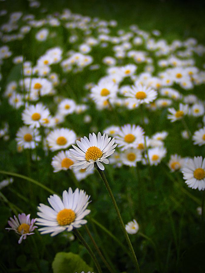 daisies.jpg