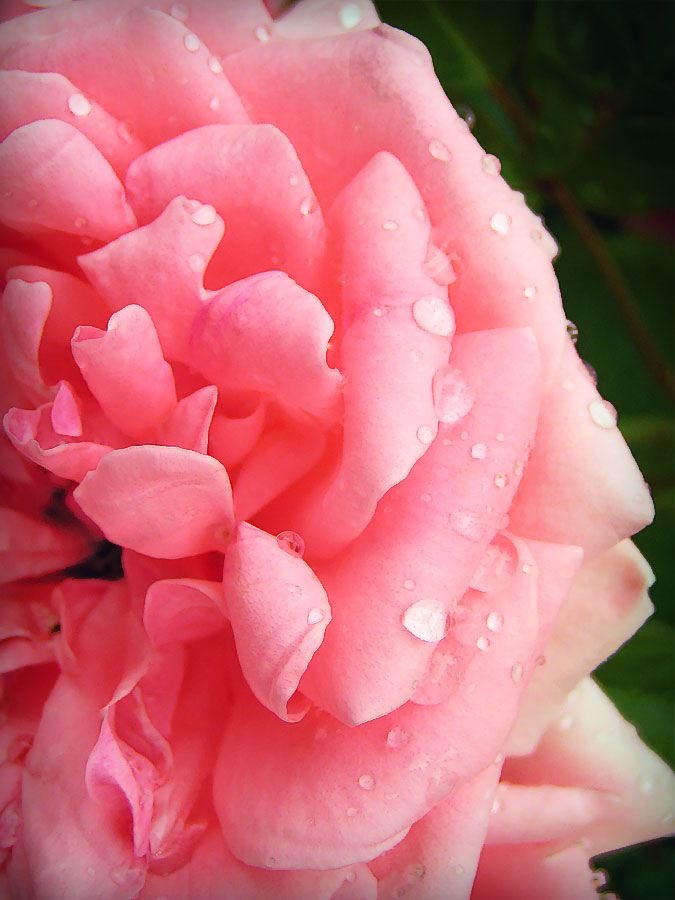 dew-on-rose.jpg