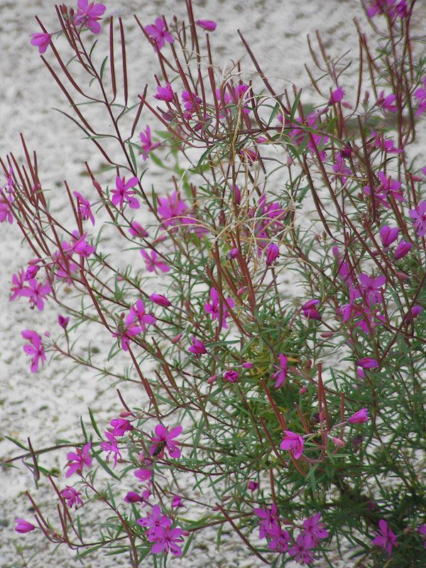 fireweed-rosemary-leaves.jpg