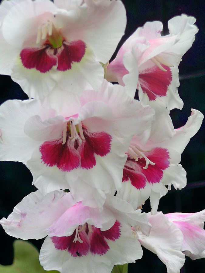 gladiolus-flower.jpg