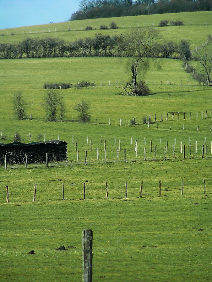 grass-landscape.jpg