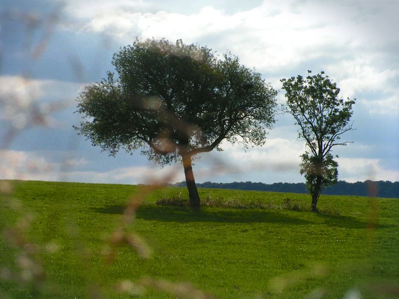 landscape-trees.jpg