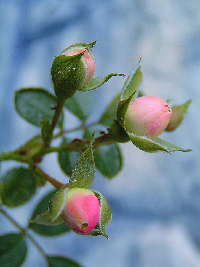 rosebuds.jpg