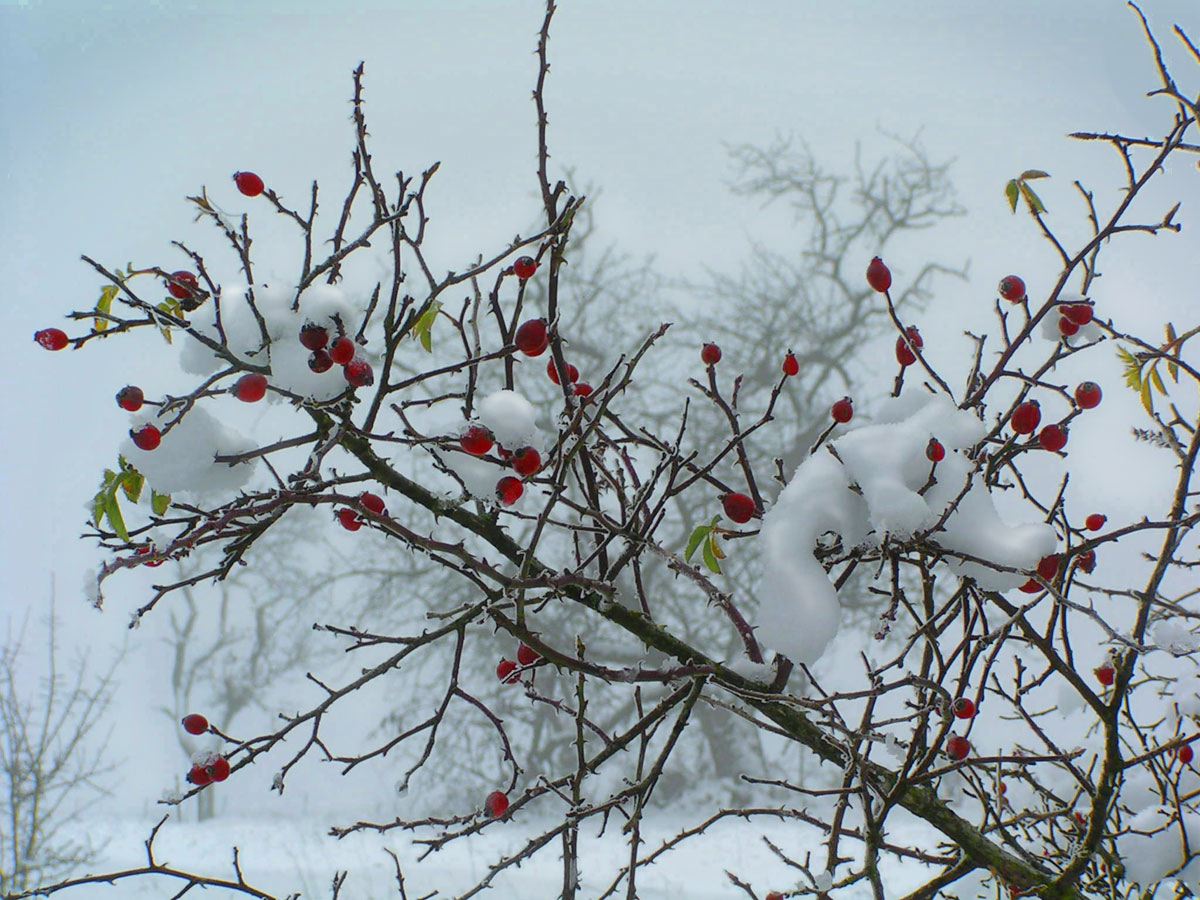 roseship-snow.jpg