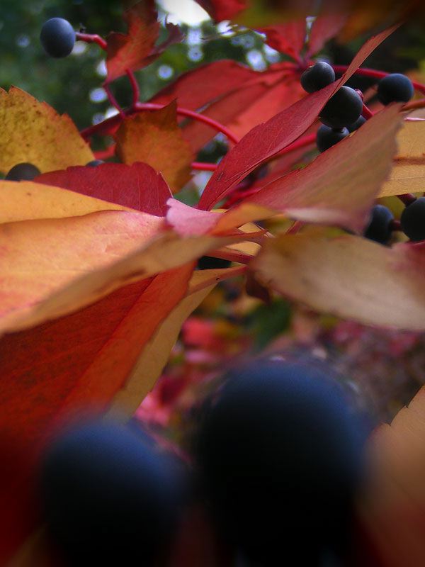 virginia-creeper-autumn.jpg