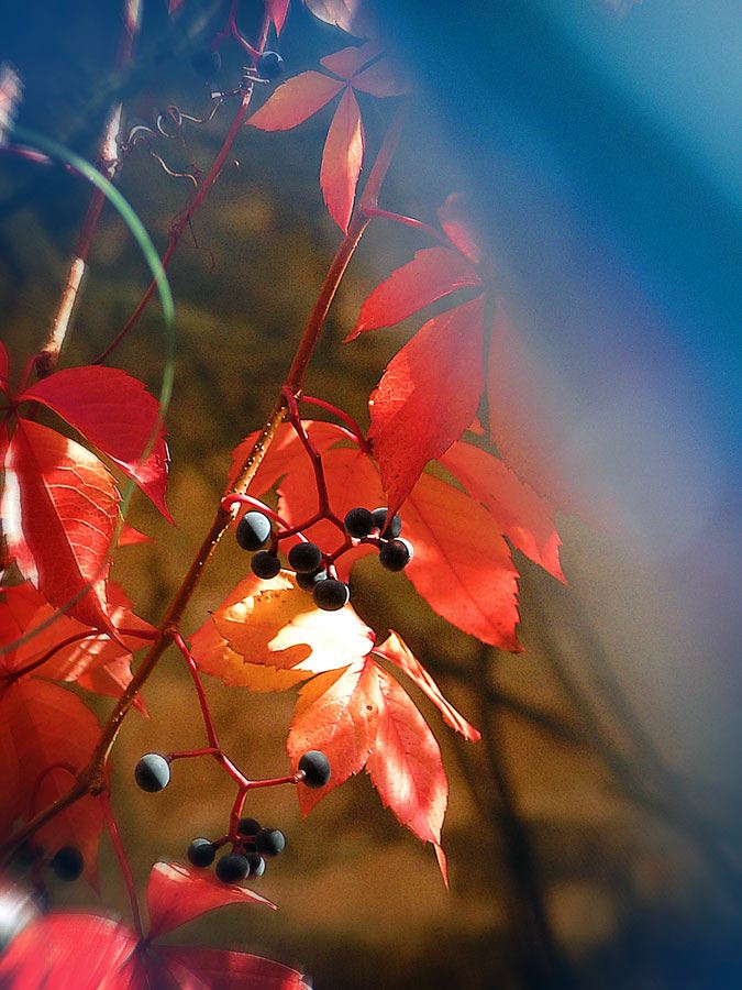 virginia-creeper-blue.jpg