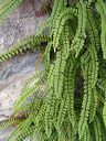 asplenium-trichomanes