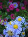 asters-flowers