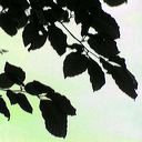 beech-leaves