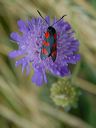 beetle-on-scabious