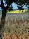 bourgogne-vineyards