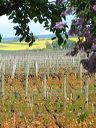 burgundy-vineyards