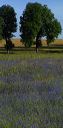 cornflower-field