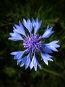 cornflower