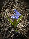 early-squill