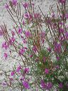 fireweed-rosemary-leaves