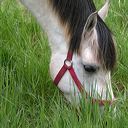 horse-grazing