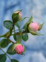 rosebuds