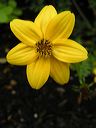 yellow-flower