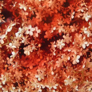 elderberry flowers