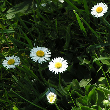 lawn flowers